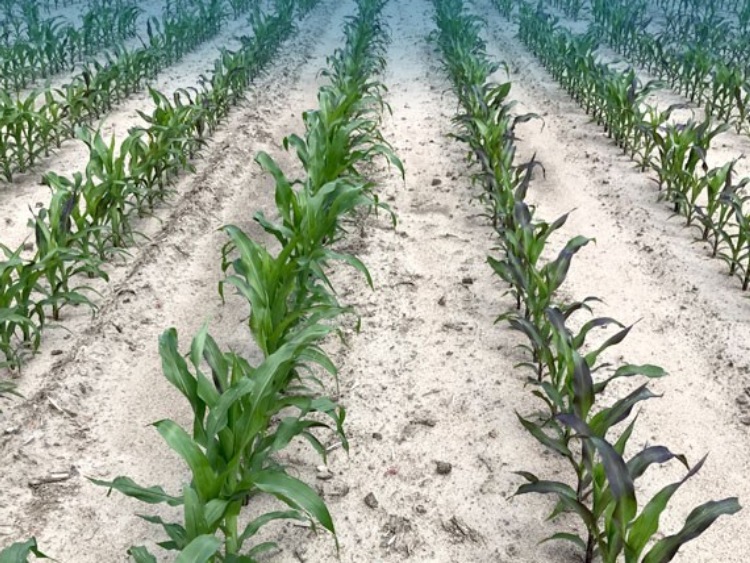 Odchwaszczanie kukurydzy